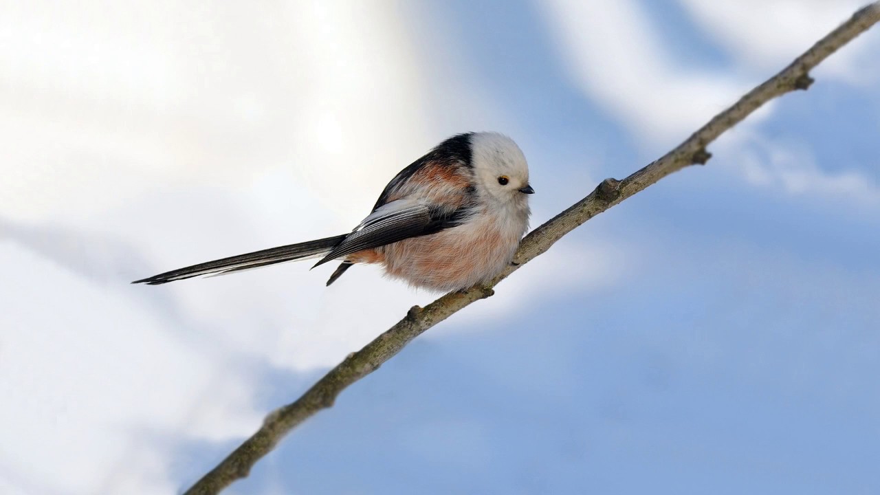 Голоса птиц Как поёт Синица длиннохвостая Aegithalos caudatus