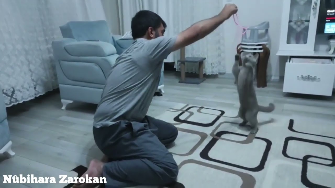 Zerya mezin bû û zora me dibe