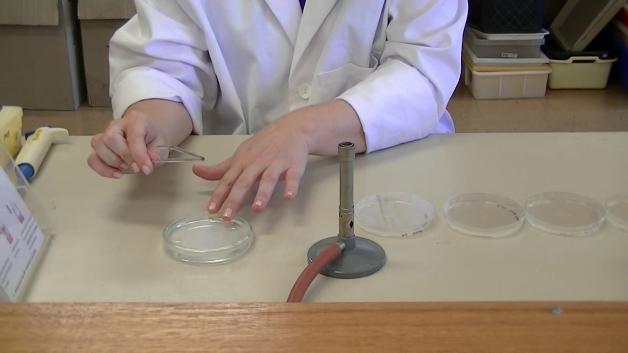 How to prepare spread plates