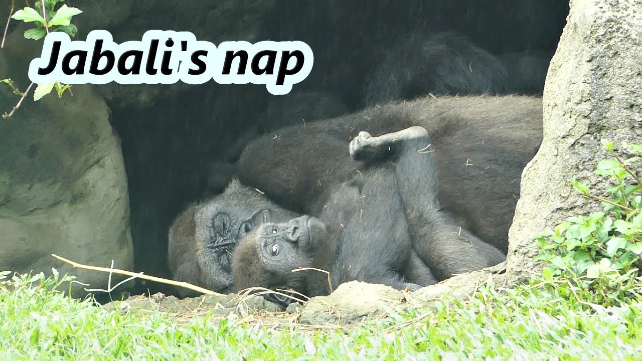 Little gorilla Jabali's nap time. / 小金剛猩猩Jabali的午睡時間