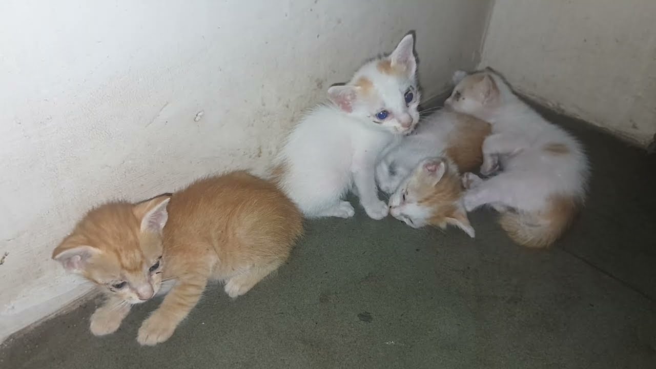 The little kittens are sleeping and living together happiness 