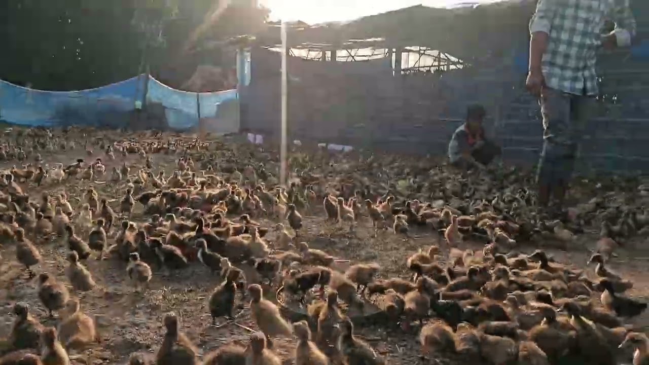 Battakh 🐤 🐤 Jab Main foram mein chuja laya tha
