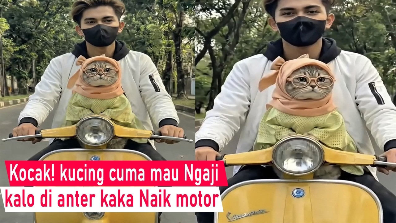 Serius ini Lucu Parah! kucing Maksa mau jajan sampai naik Motor di antar kaka Ngaji/Kompilasi kocak