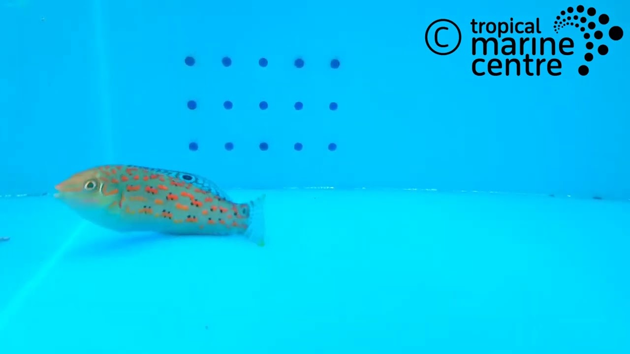 Timor Wrasse, Halichoeres timorensis