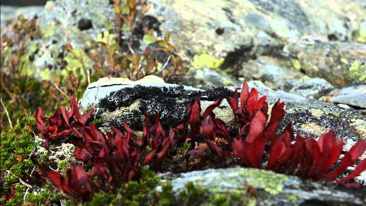 Flott å vera sau i Rasdalen.