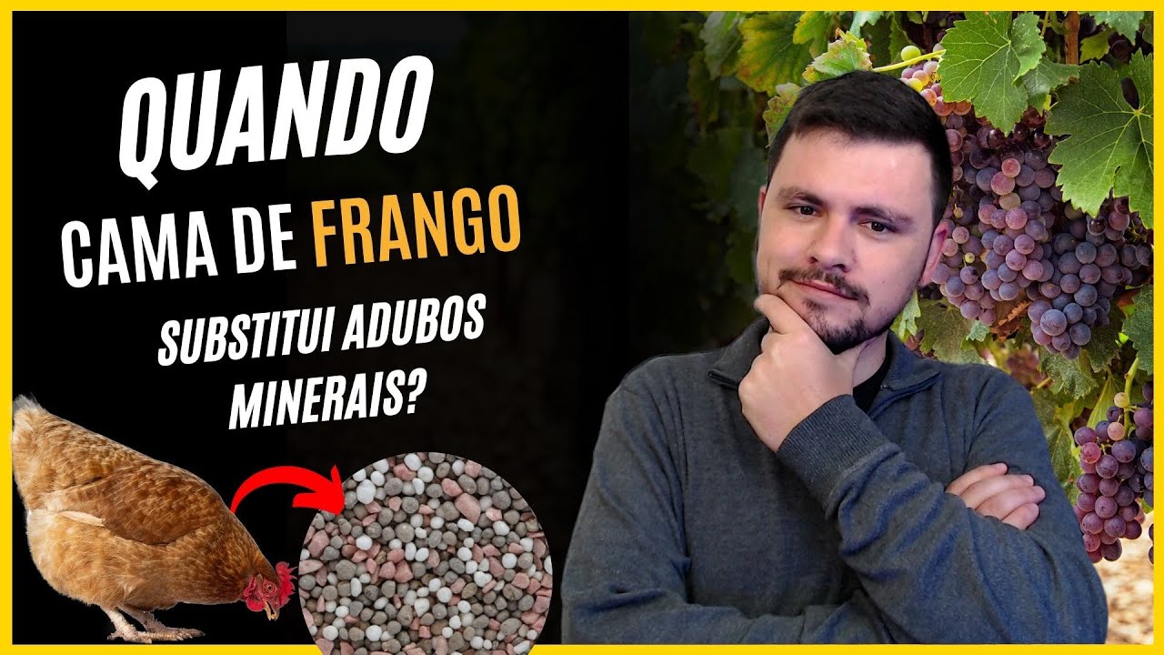 Quando CAMA DE FRANGO substitui aduba&ccedil;&atilde;o mineral