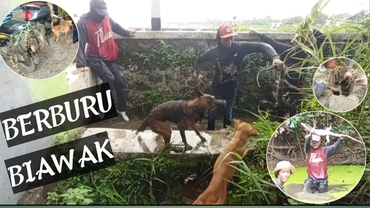 Bawon VS Mawok || Berburu Biawak #berburubiawak #anjingpemburu #berburu 