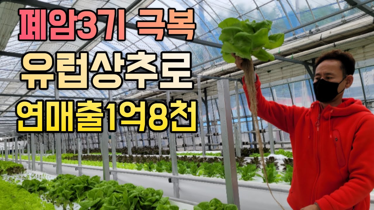 1년 9번 유럽상추 90000개 수확, 300평 하우스를 만든 남자