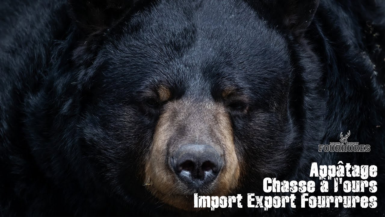 Appâtage pour la chasse à l'ours