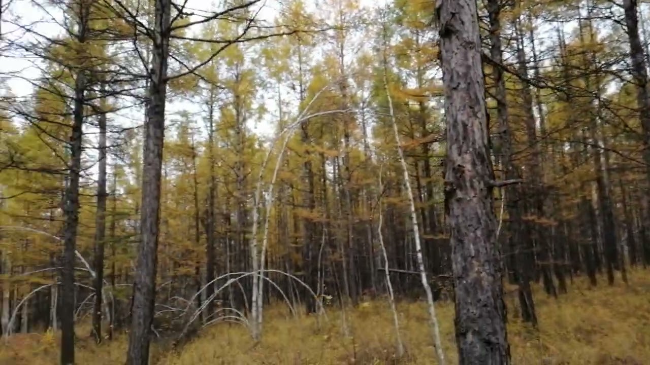 At the centre of a golden coniferous tree forest in China on 2025/09/22 at 