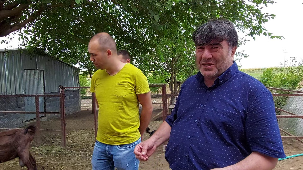 HALEP KEÇİSİ KAÇ LİTRE SÜT VERİR? TORUNOĞLU TOHUMCULUK