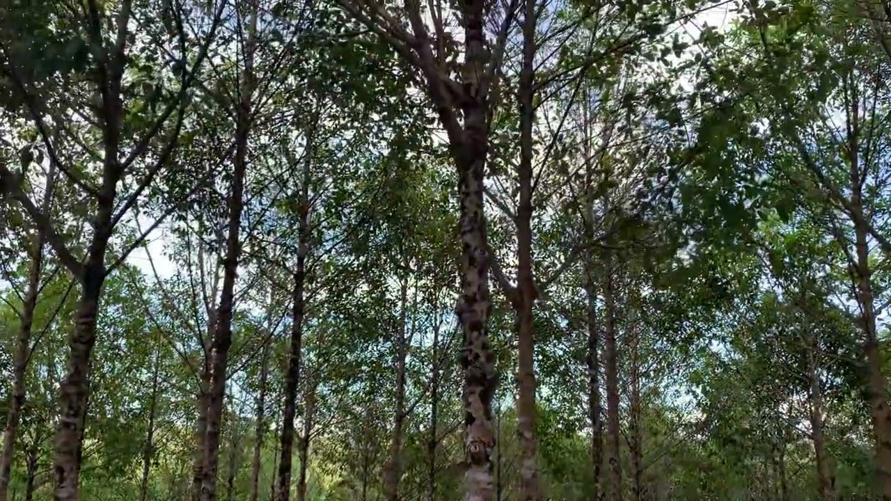Floresta de Guanandi com 8 anos na Fazenda Maravilha - Maraú-Ba