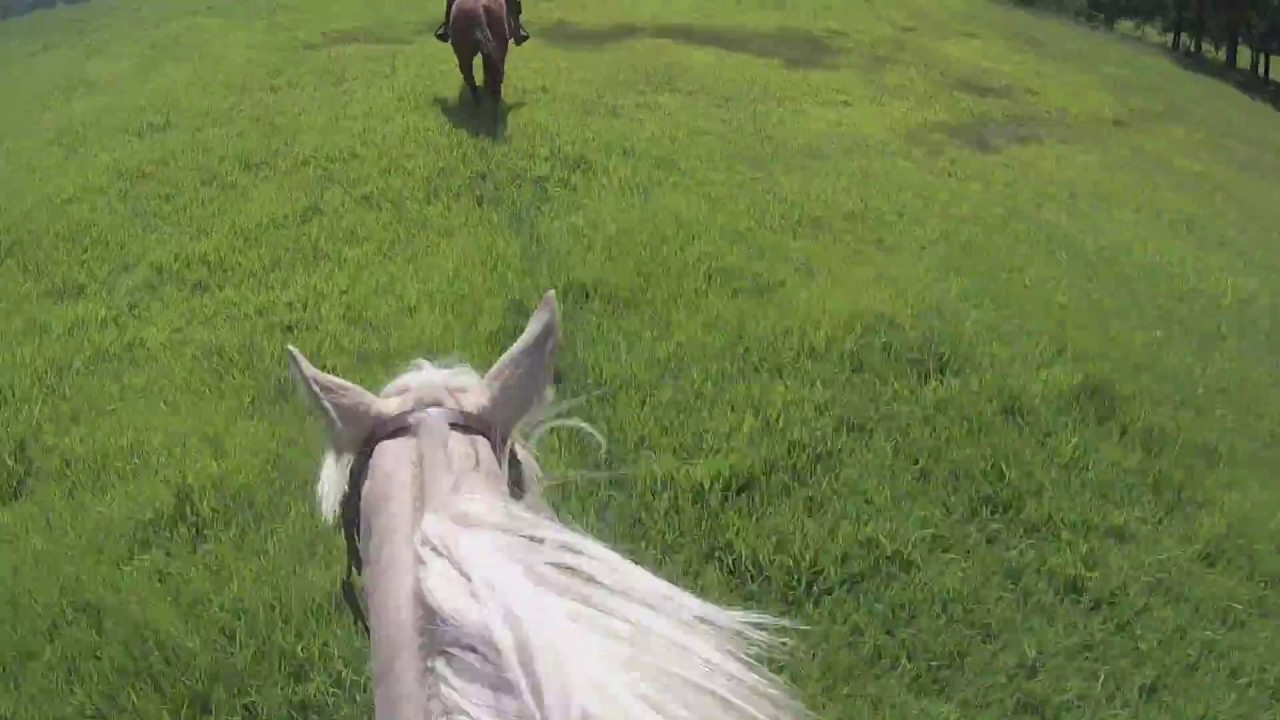 The Horses That Changed My Life