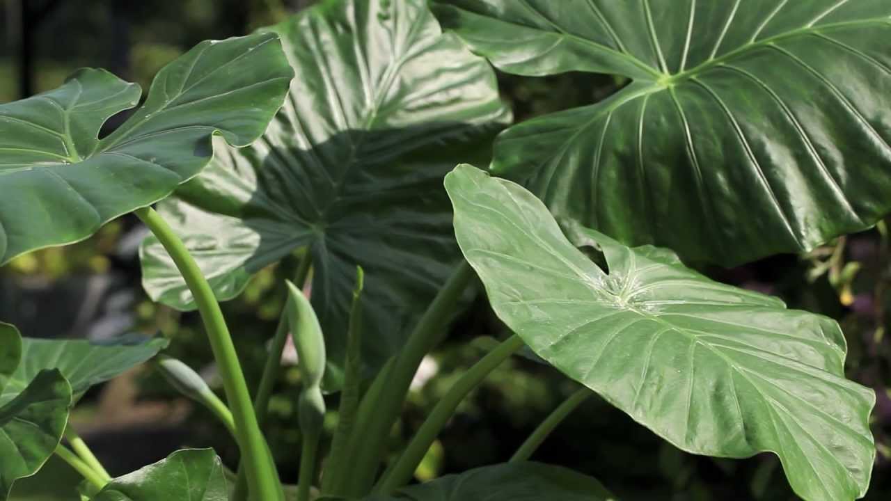 Colocasia et alocasia