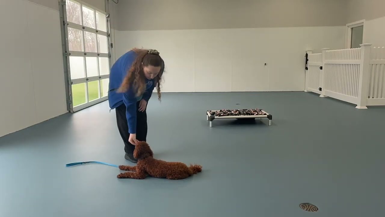 Wally- Working on leash walking, sit, down, place, off, leave it, come, look, and gentle