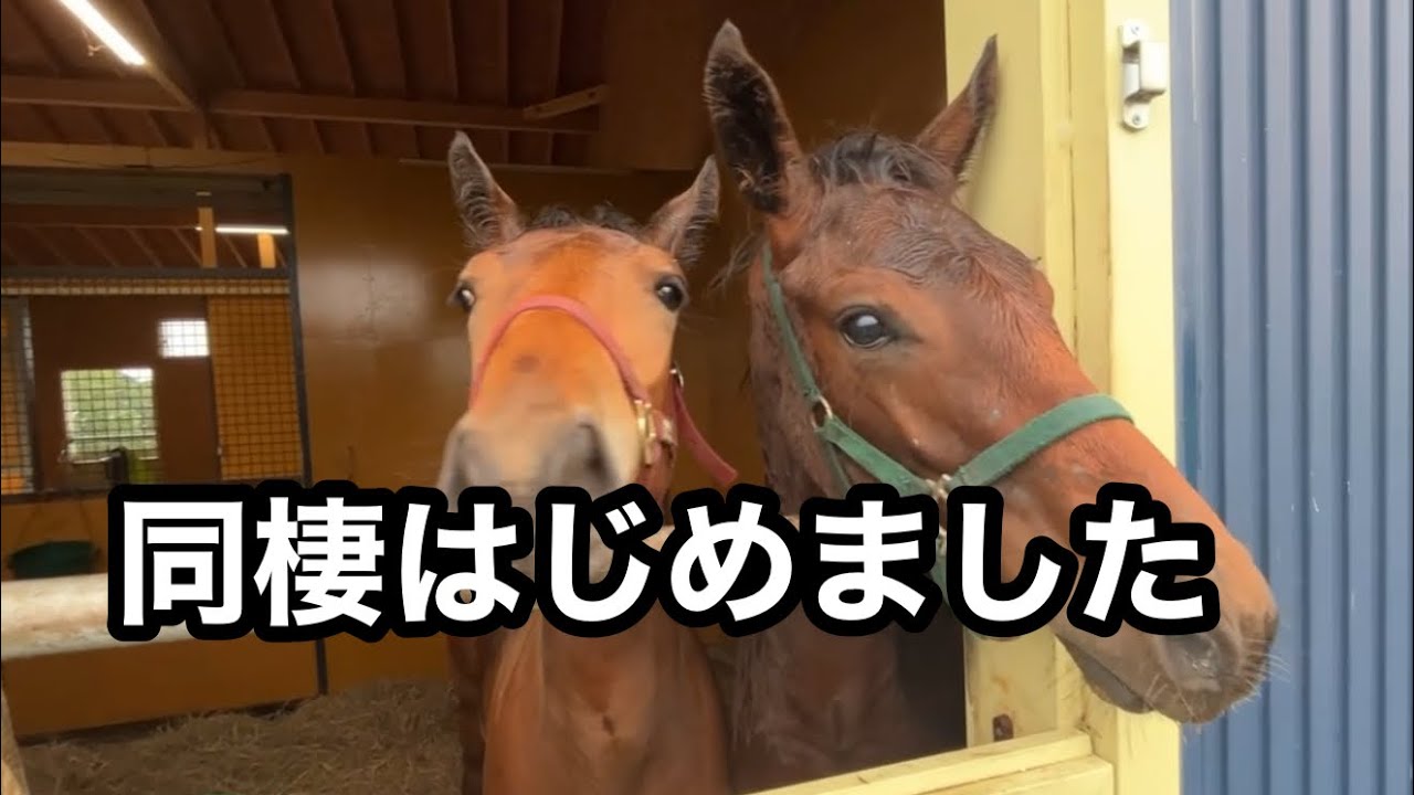 まめちゃんの新生活(スカーレットテイルの23)