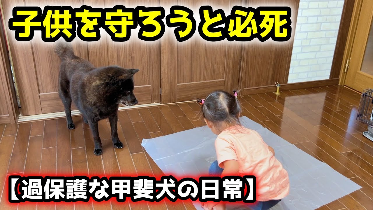 【ほっこり】心配性の甲斐犬が子供LOVEすぎて守ろうと必死