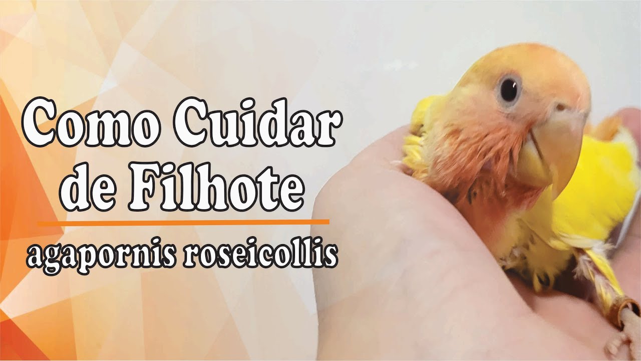 Como Cuidar de Filhote de Agapornis na Papinha
