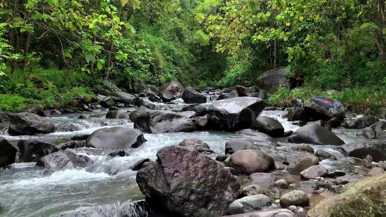 Calm your thoughts slowly with soft river sounds around a quiet forest stream to help you unwind