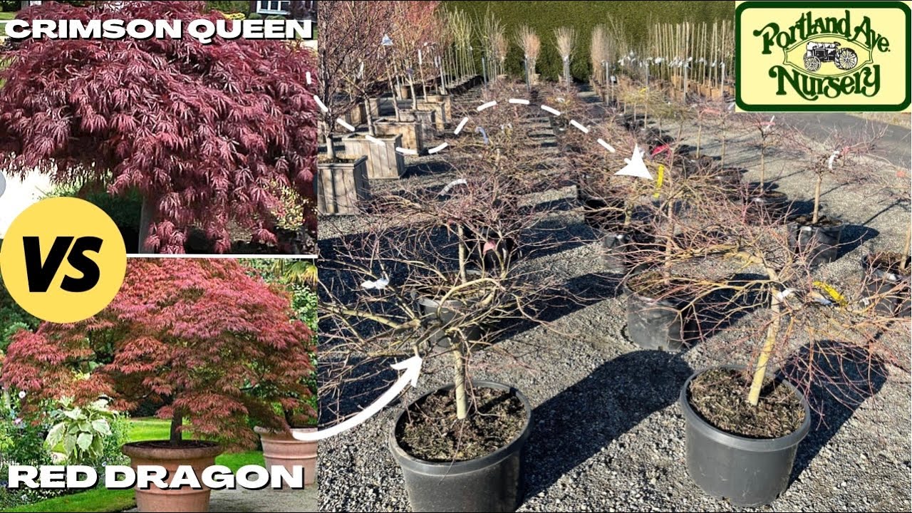 Tree Expert Tells All | Crimson Queen | Red Dragon | Japanese Maple Trees | Early Spring