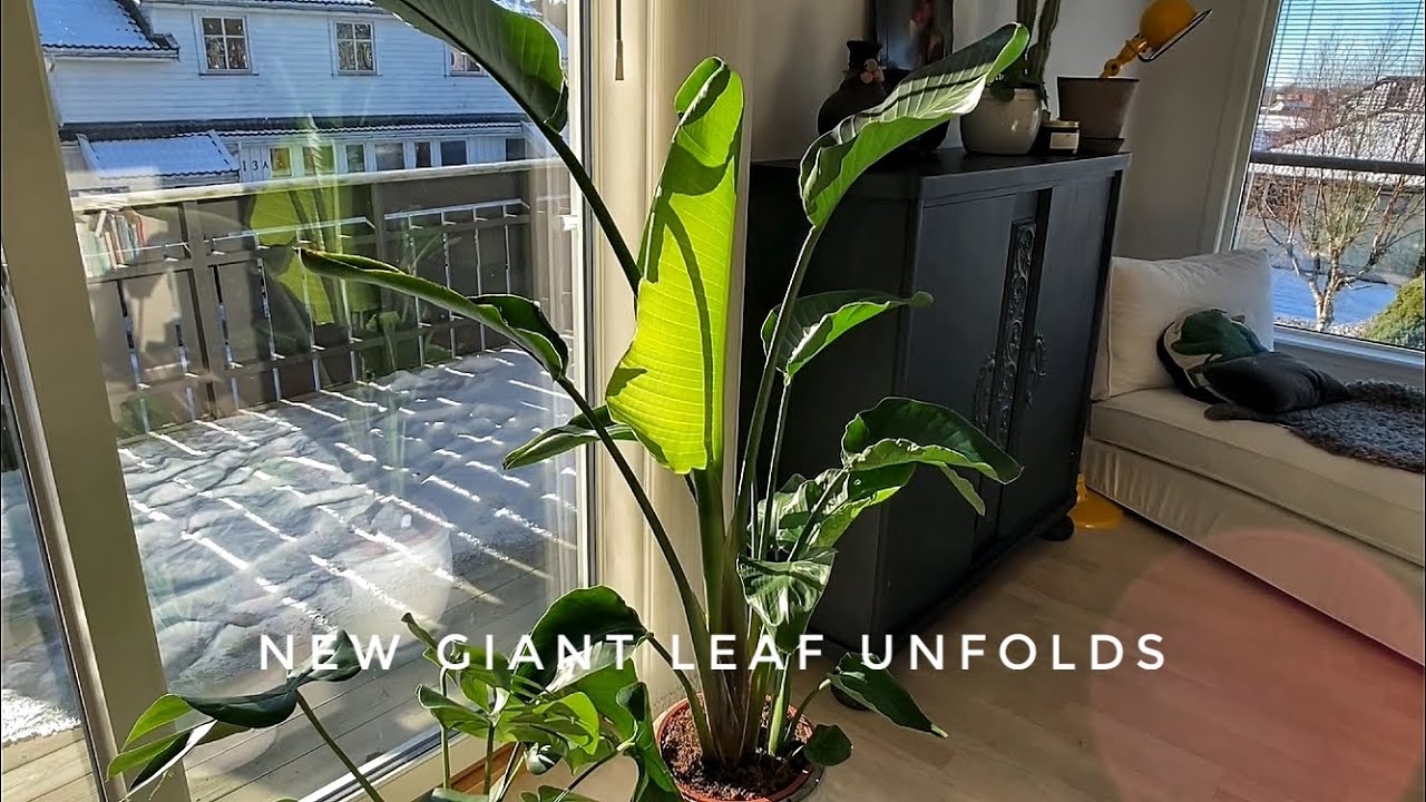 Bird Of Paradise | Strelitzia Nicolai W/New Giant Leaf