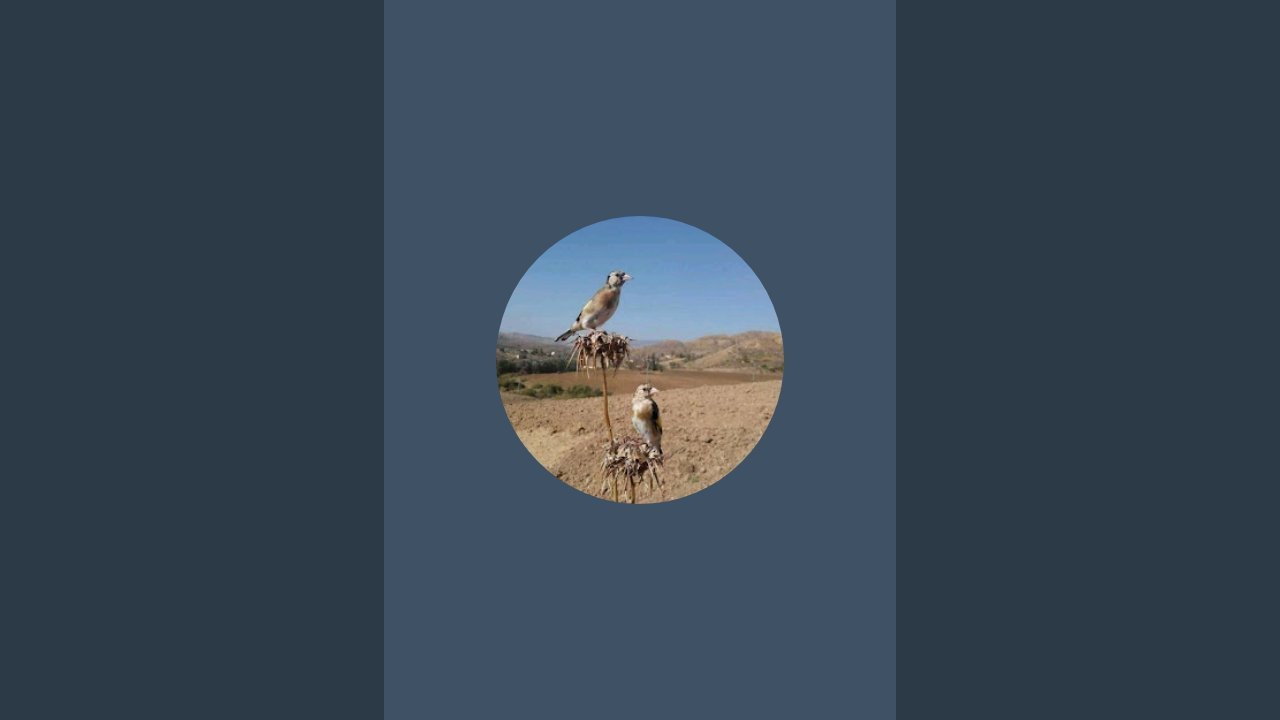 كل ماخص المقنين