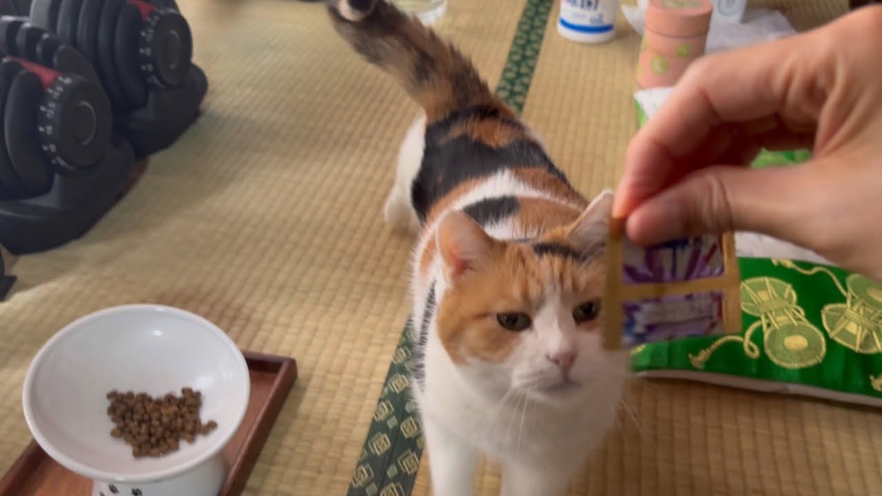 【三毛猫】スムーズな流れでおやつをもらえたミケ（2026年3月12日）
