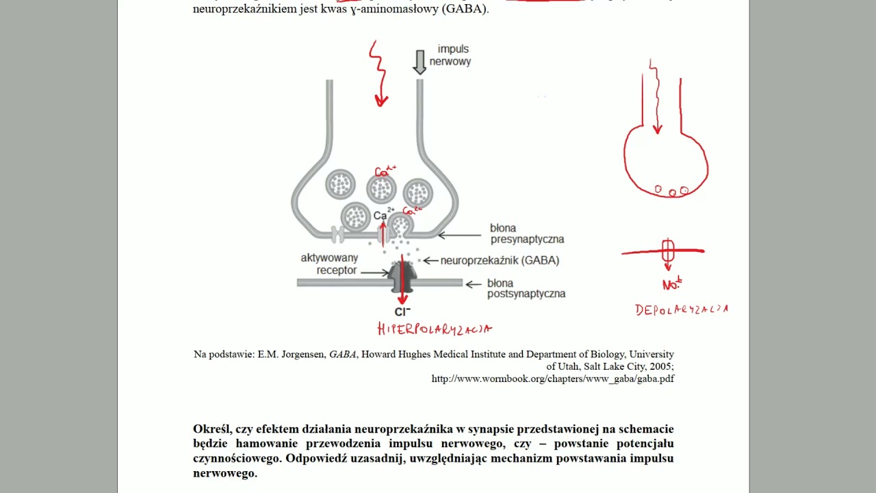 ANATOMIA I FIZJOLOGIA CZŁOWIEKA - Działanie neuroprzekaźnik&oacute;w - ZADANIA MATURALNE Z BIOLOGII 🌱