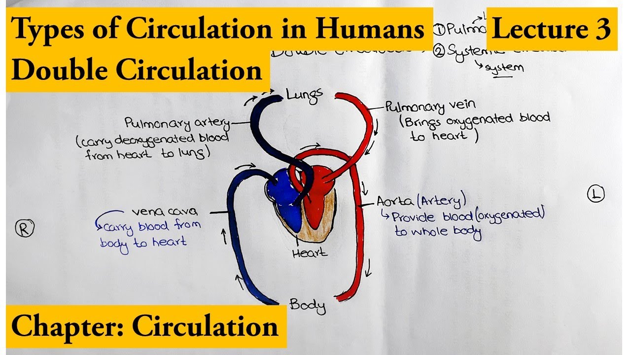 Types of Circulations in Humans | Double circulation | Chapter circulation Video 3