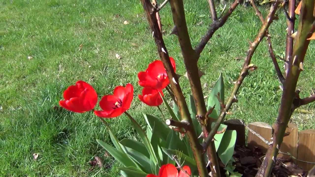 Test camescope sony HDR CX 250