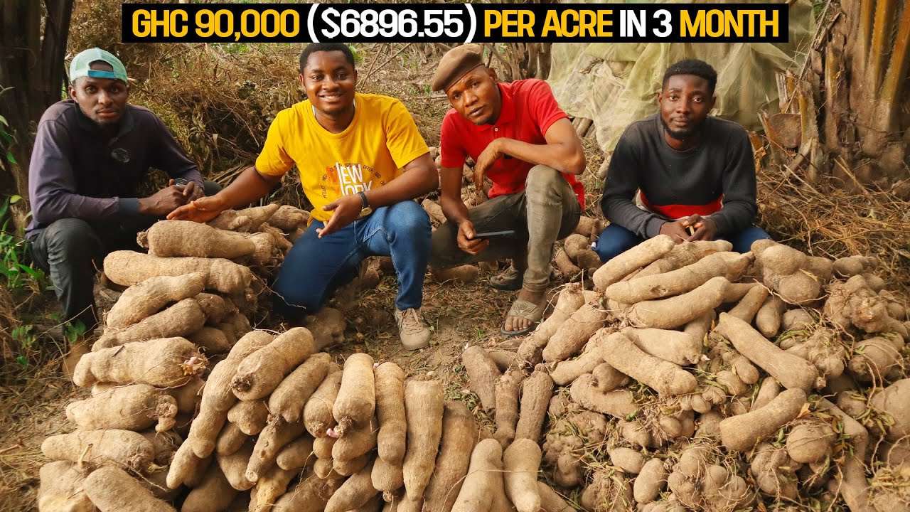 Yam Farming Explained - How To Start a Yam Farm in 2024 (DETAILED!)