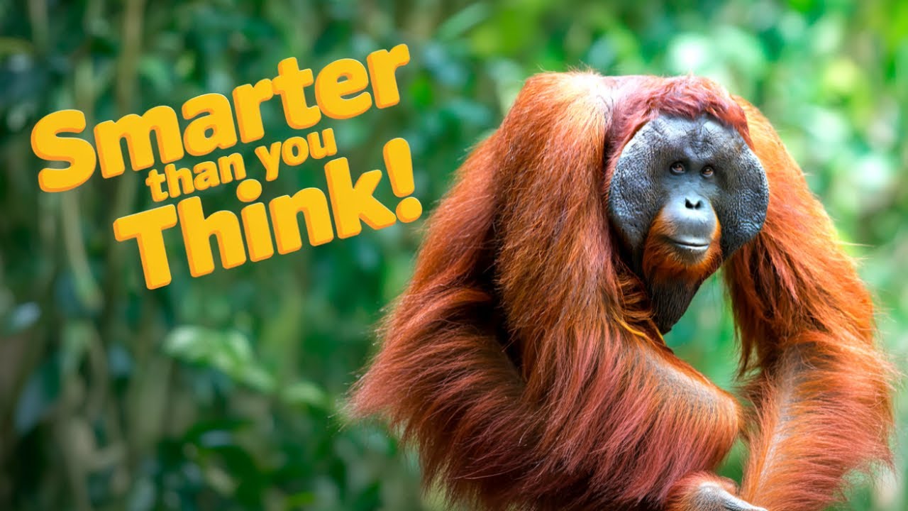 Person of The Forest: Meet ORANGUTAN! 🦧