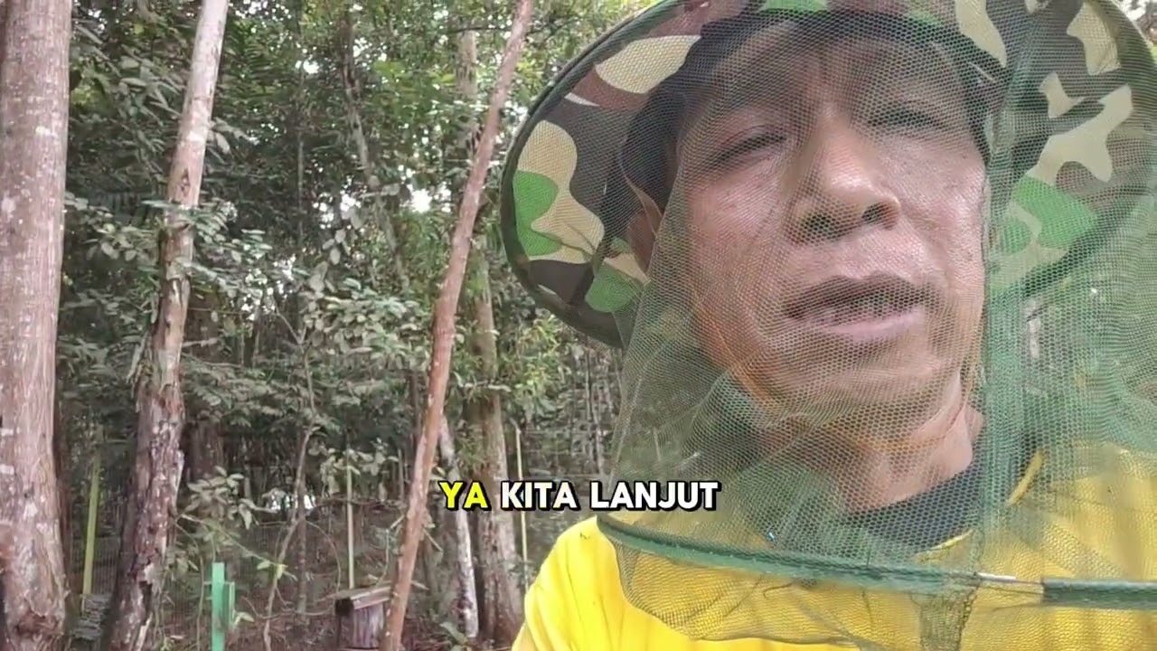 Pemantauan koloni hetritrigona itama masih aman#rumahkelulut#balikpapan 
