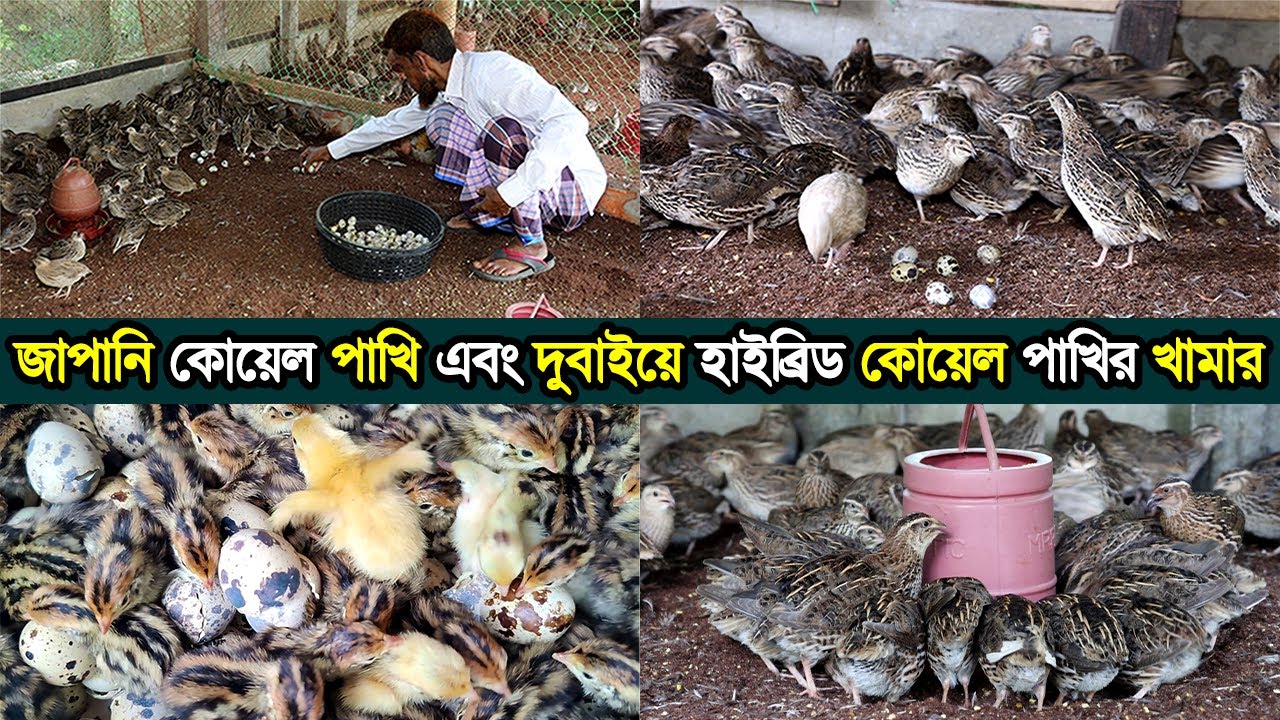 জাপানি কোয়েল পাখি এবং দুবাইয়ে হাইব্রিড কোয়েল পাখি পালনে সফল কুমিল্লার সুলতান মাঝি।Qual Farming