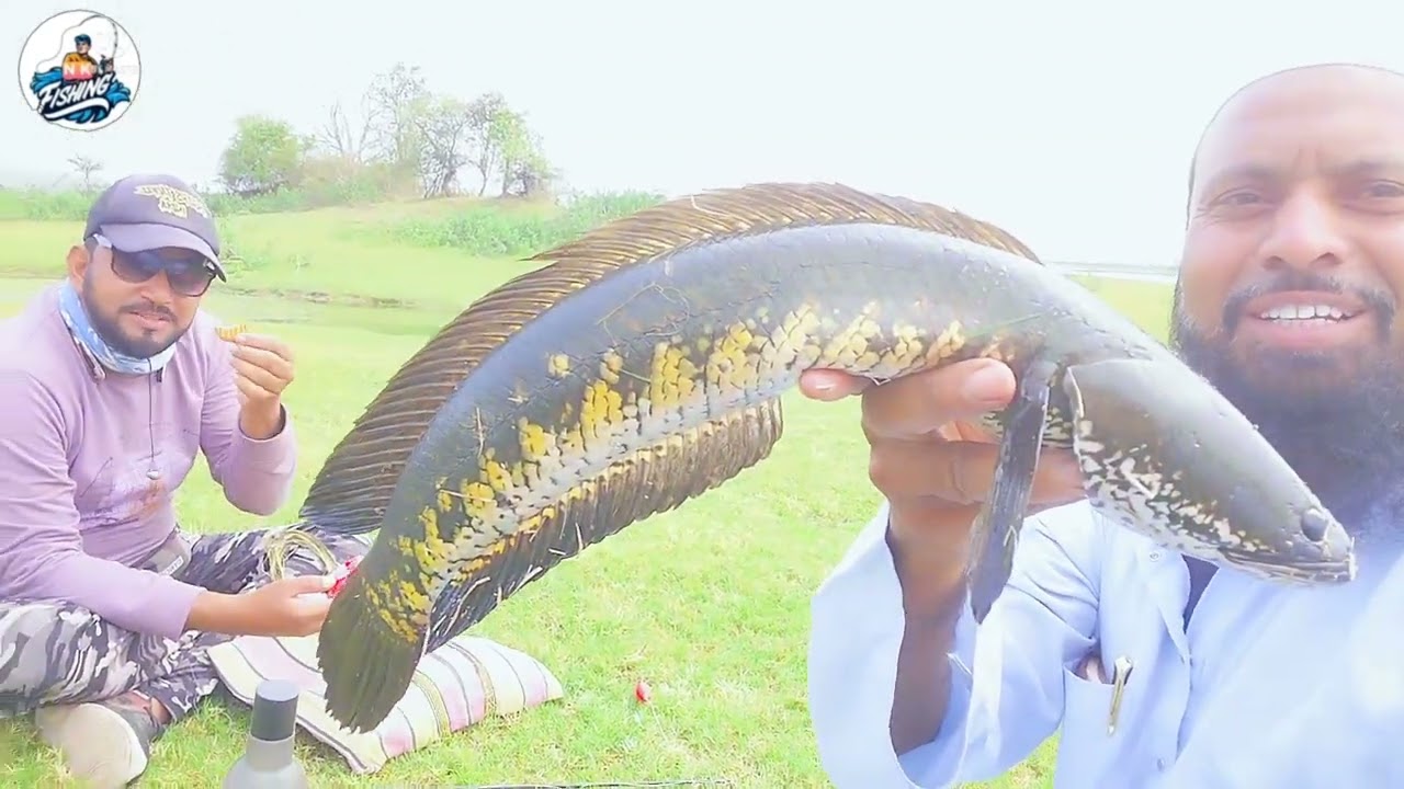 Snakehead fish hunting video//big saez machhli//fishing videos 