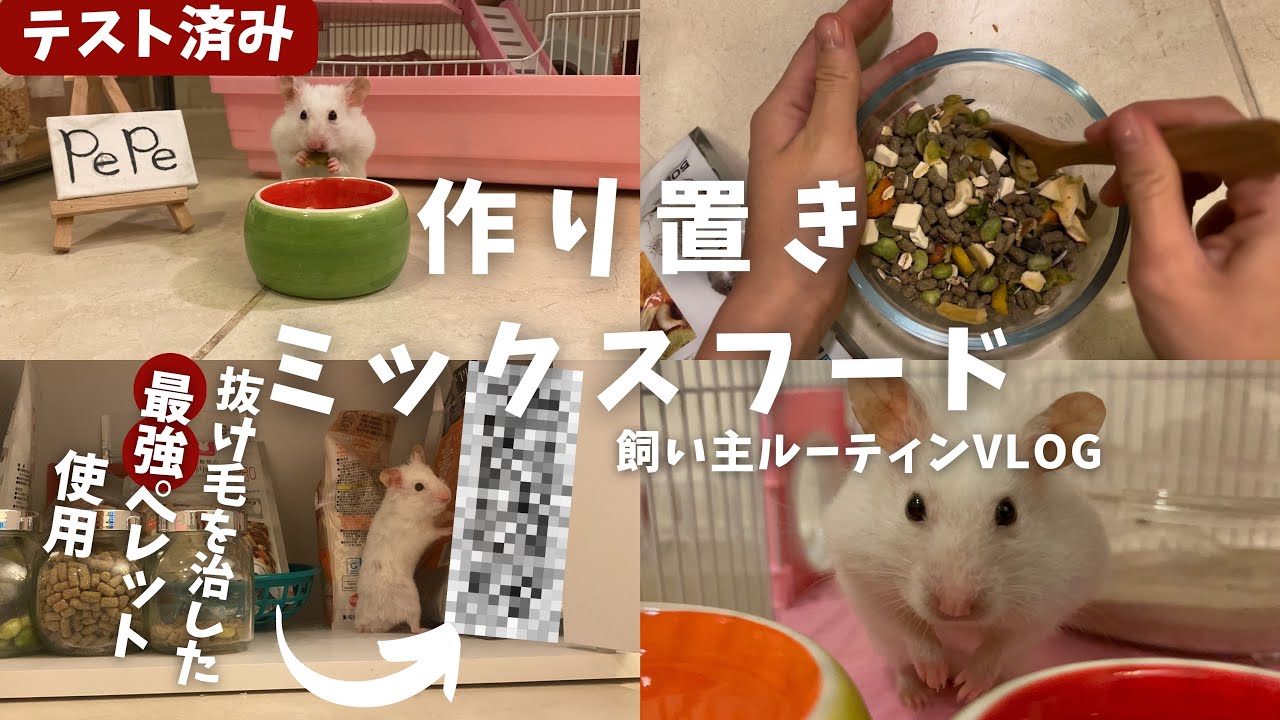 【ハムスターお世話ルーティン】毎日の餌はこんな感じです。おすすめペレットも紹介