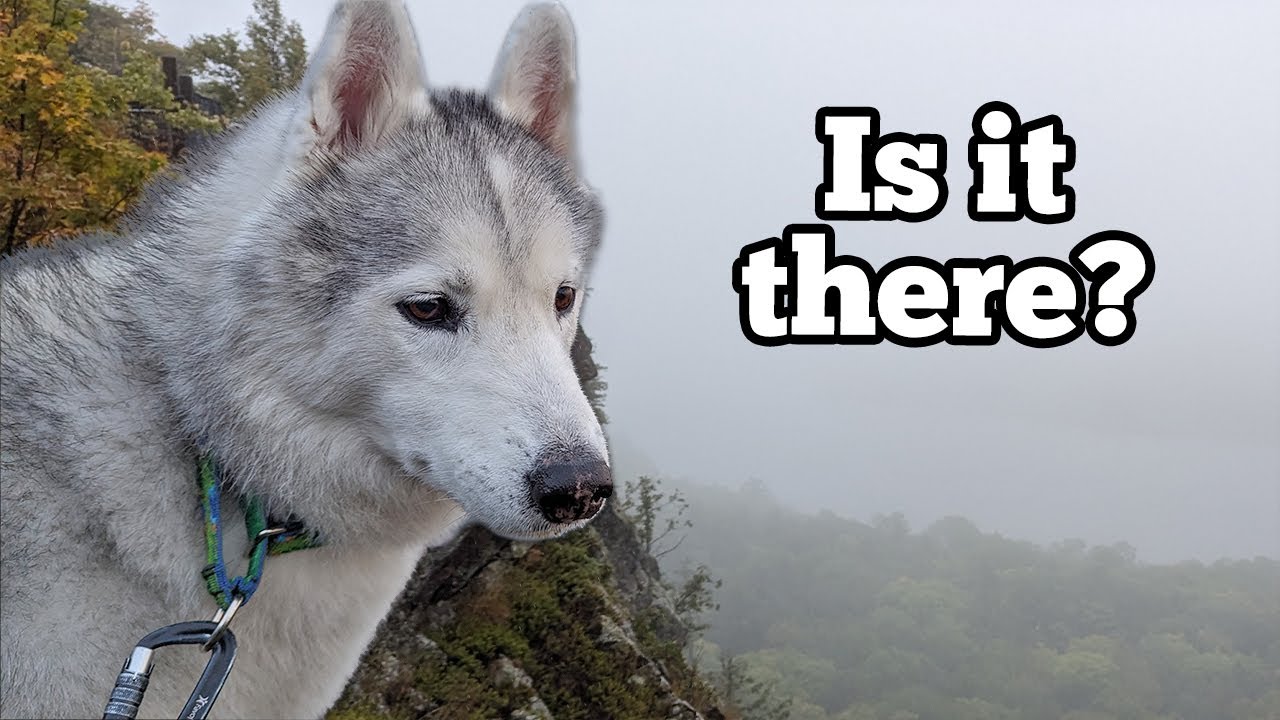 A Foggy Day Adventure With The Dogs