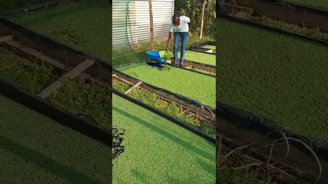 Harvesting the Azolla plant to supplement food for chicken, cows and pigs. #village #chickencare
