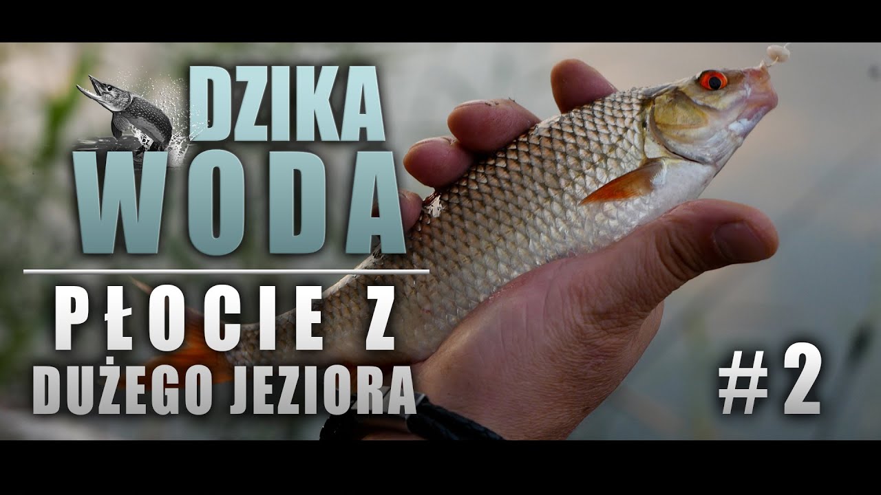 Płocie, wzdręgi i leszcze z pięknej wody | Dzika Woda S01_e02 #fishing #wędkarstwo #ryby #łowimy