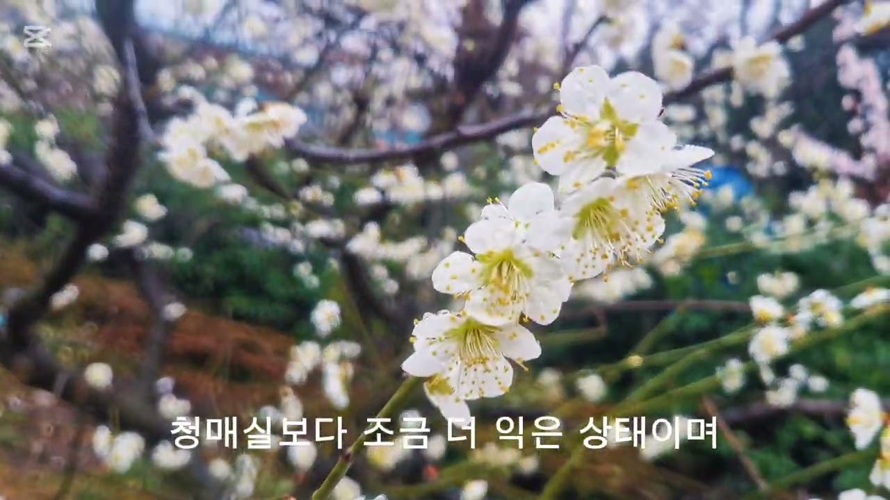 매화꽃/매화꽃 차 /꽃구경하세요