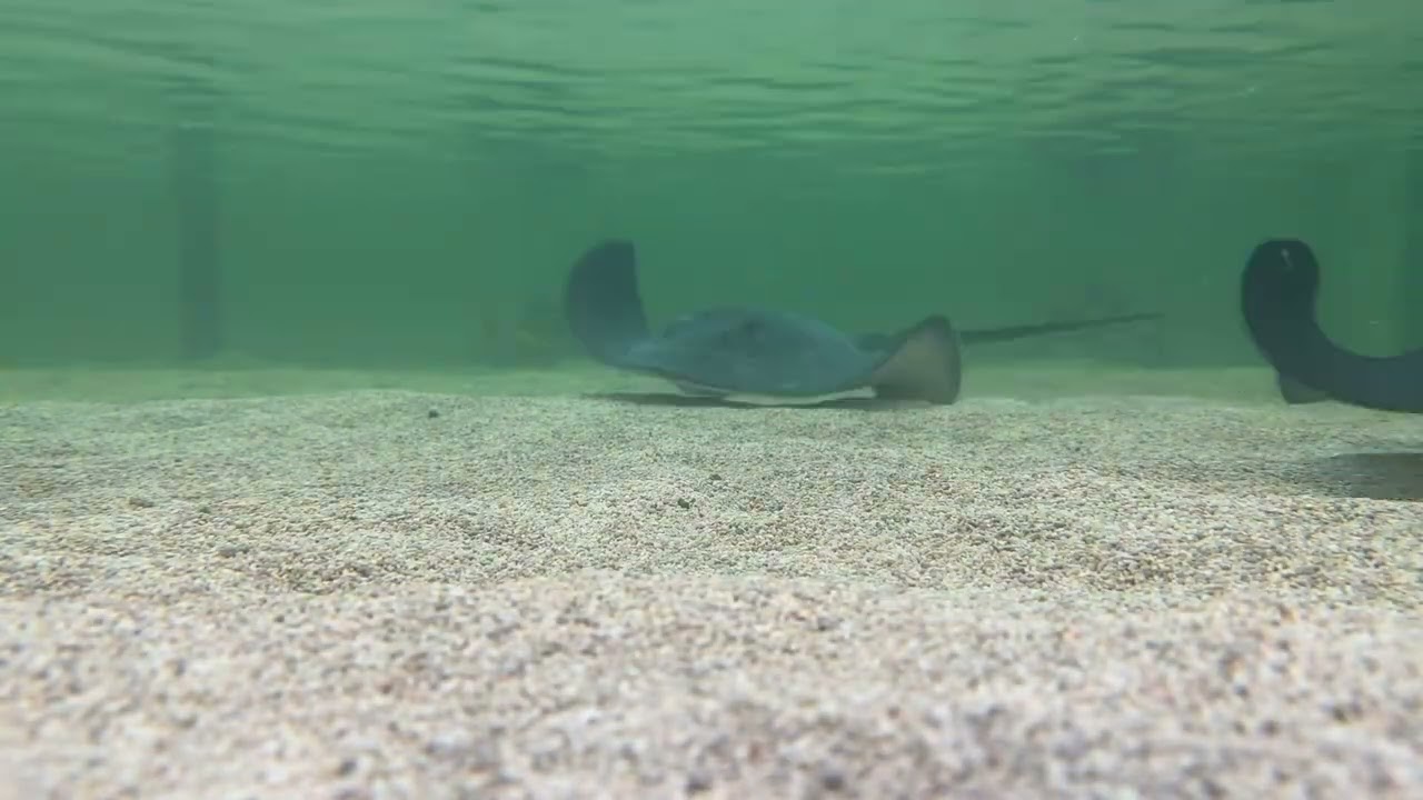 Blacktip Reef Shark / korea aquarium caf&lsquo;e paris time-lapse