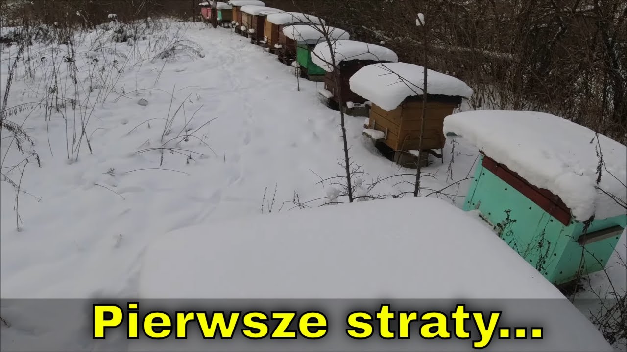 Pierwsze straty na pasiece. Tęgi mróz...