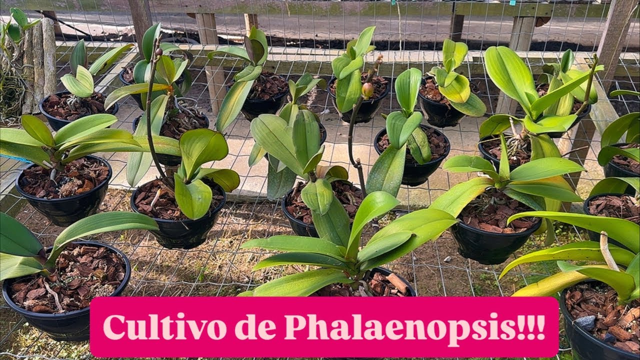 COMO CULTIVAR PHALAENOPSIS E PRINCIPAIS CUIDADOS!!!