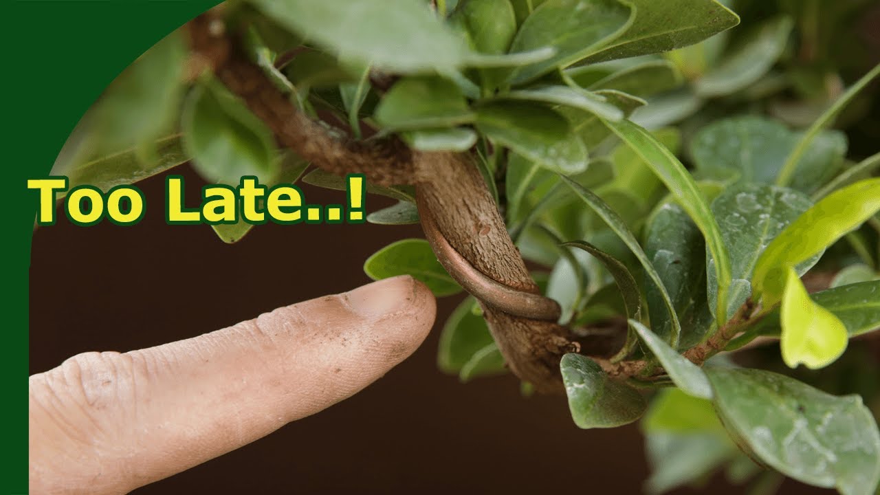 Redesigning bonsai with wire scars (Ficus bonsai)