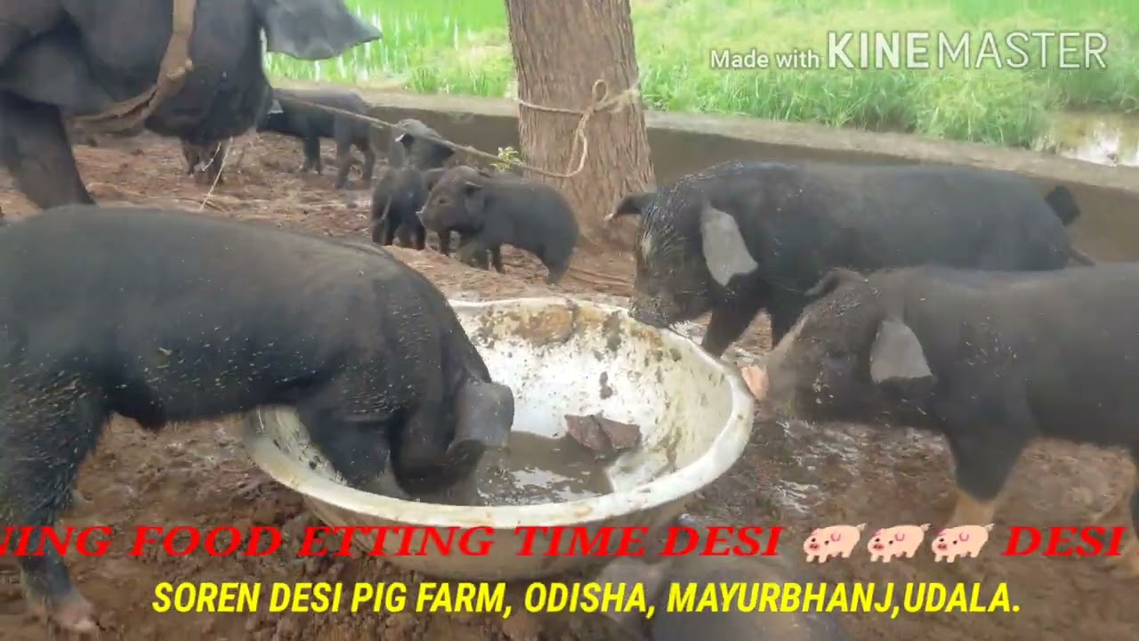 pig farm morning time Desi food Desi 🐖🐖🐖🐖🐷🐷🐖 Desi pig farm /Soren farm,mayurbhanj, odisha 🐖🐖🐷🐷🐷🐷🐷🐷🐷