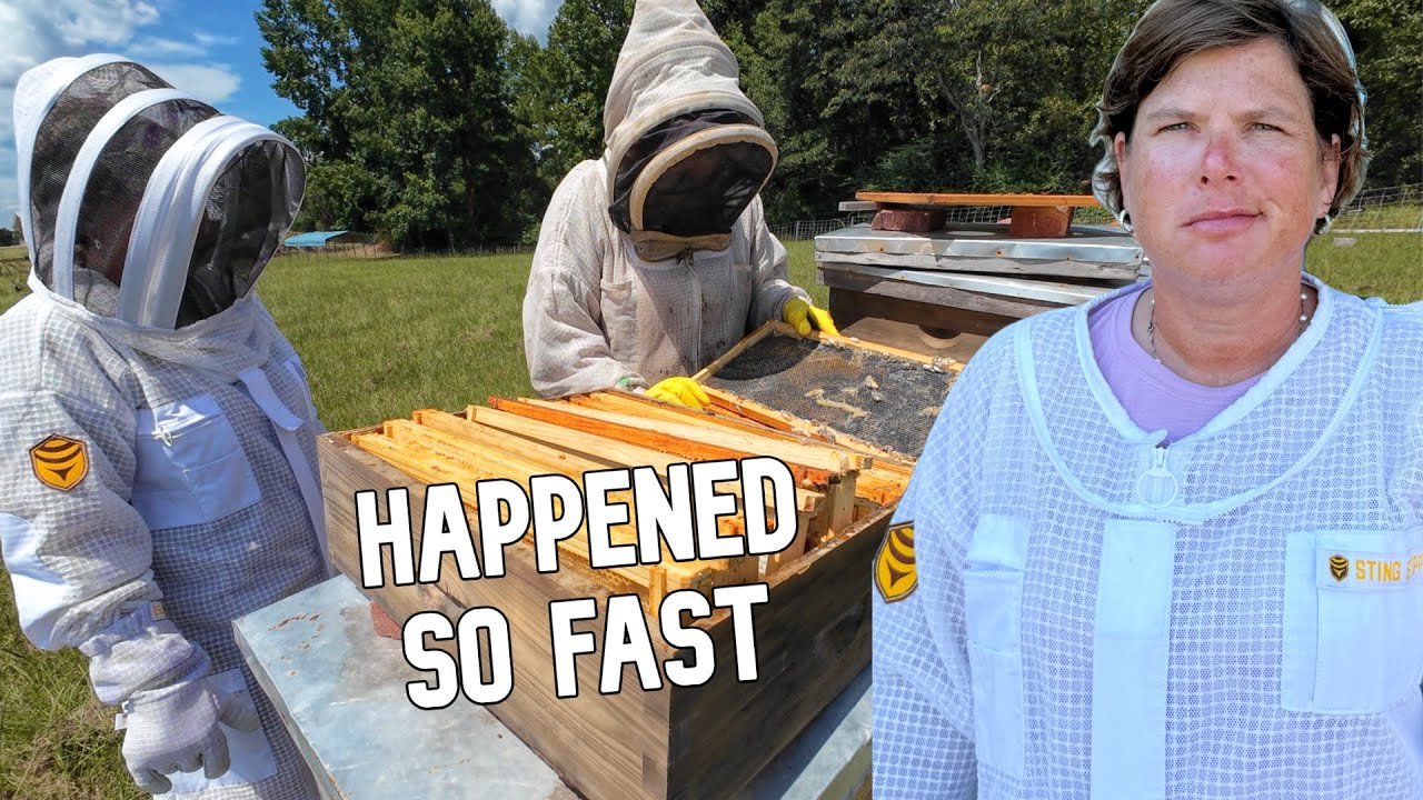 One of Our Beehives Was Unexpectedly Attacked & Destroyed!