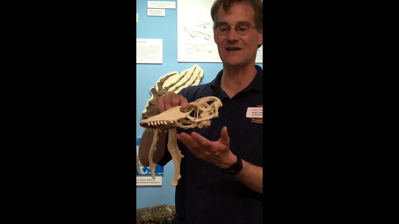 Tate Talk- Mosasaurs