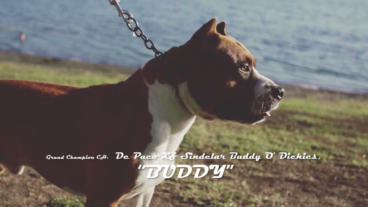 De Paco XZ Sindelar Buddy O' Dickies\ Amstaff\ Амстафф
