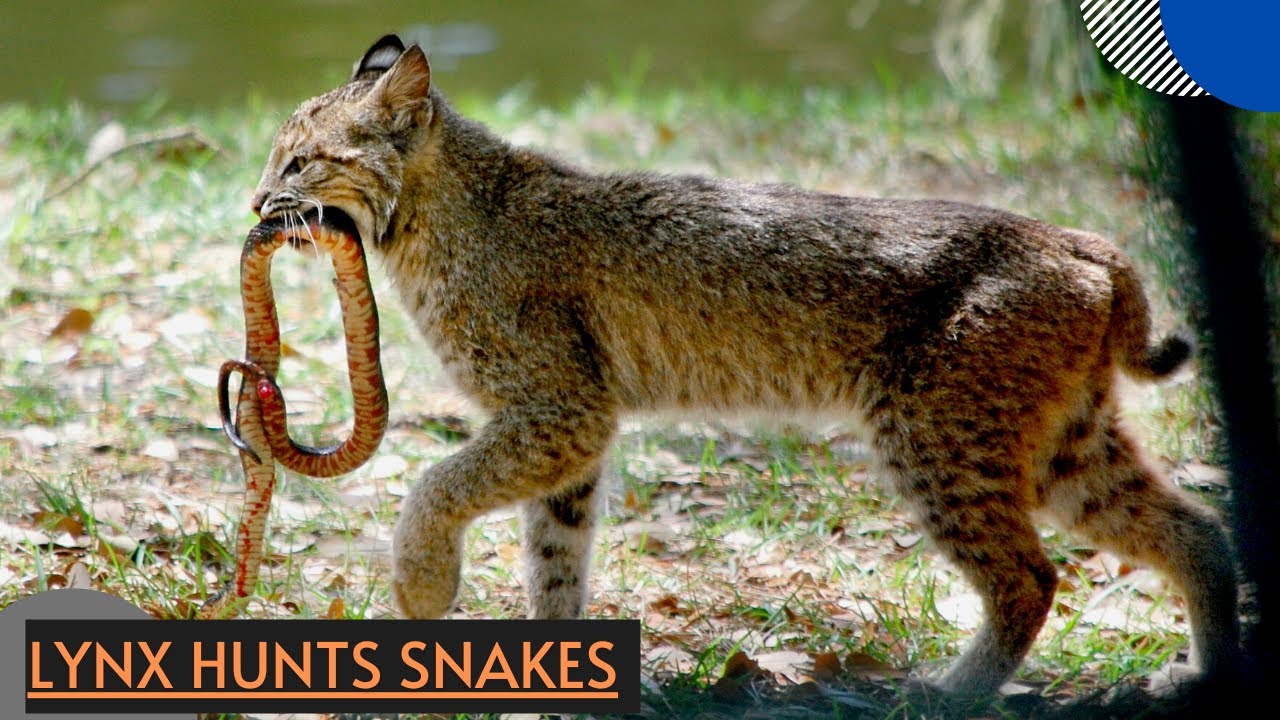How Lynx Hunting A Big Snake- Animal Fights