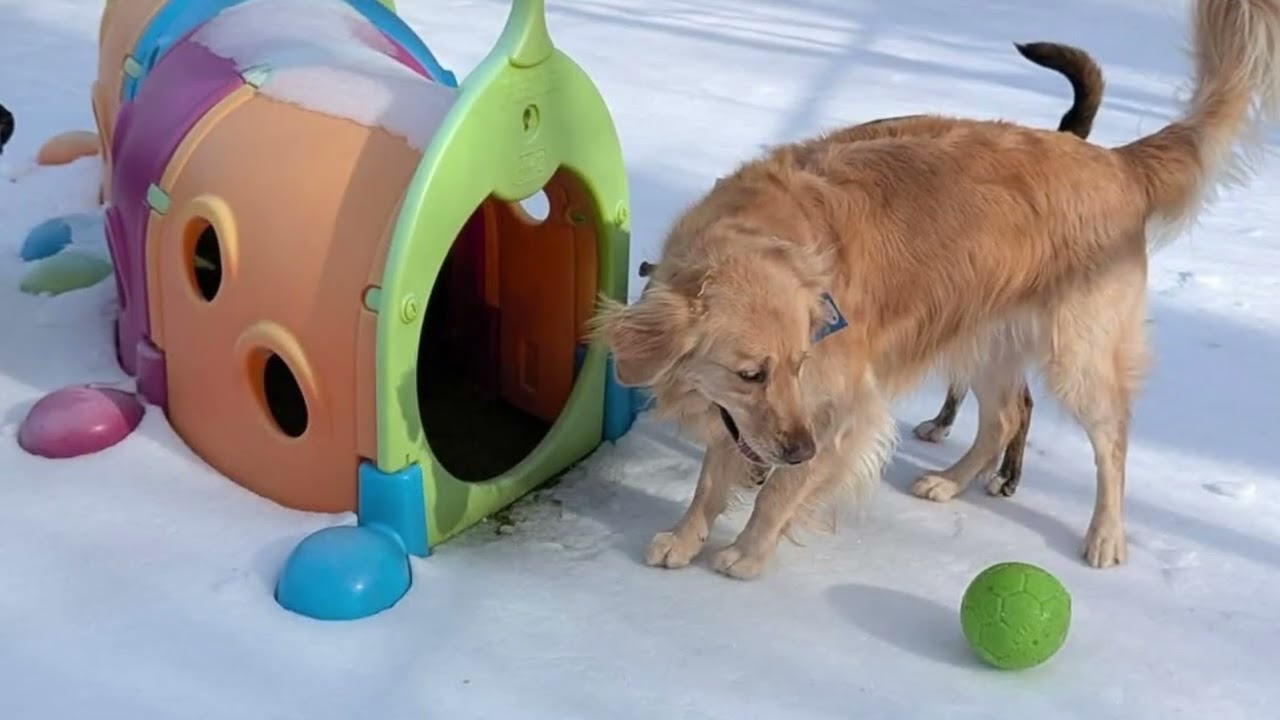2026 Week 4: Jan 26-30: 🐾 Treasure Trackers at Top Dog! 🔎🦴